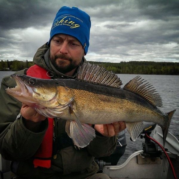Benny Backeby, fims guide at Lillbo with a nice Zander from the lake at Lillbo