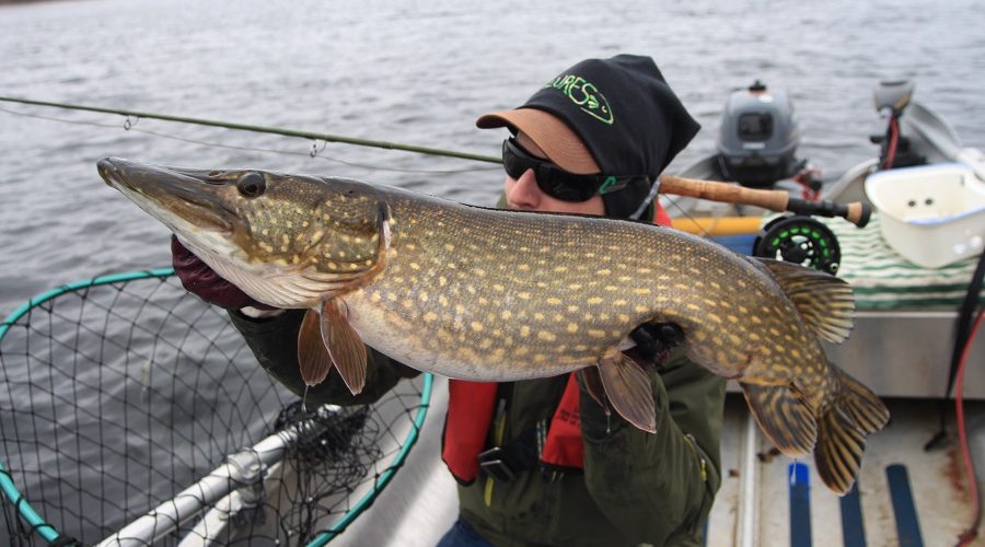 Fims guide Benny with a nice flyfishing pike!