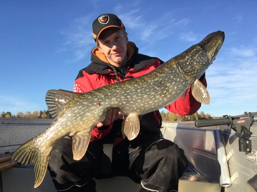 Pikes over 100cm are common in the waters I’m fishing.