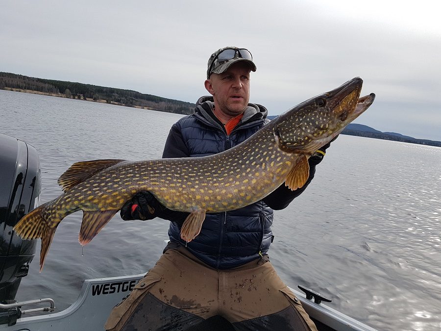 Stefan Olsson with a nice pike 115 cm